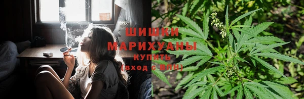 ГАЛЛЮЦИНОГЕННЫЕ ГРИБЫ Белокуриха